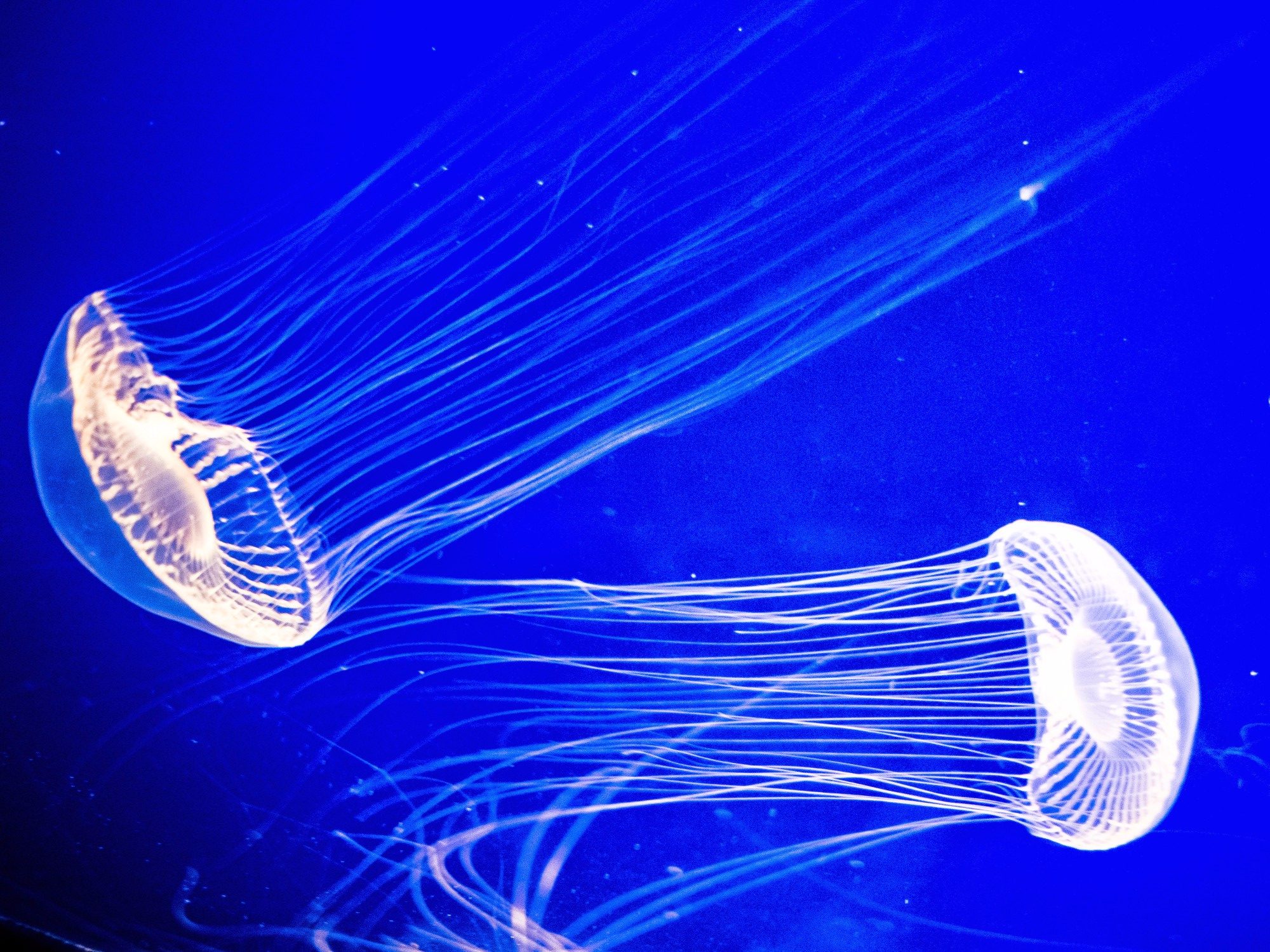 Two white jellyfish swimming in opposite directions