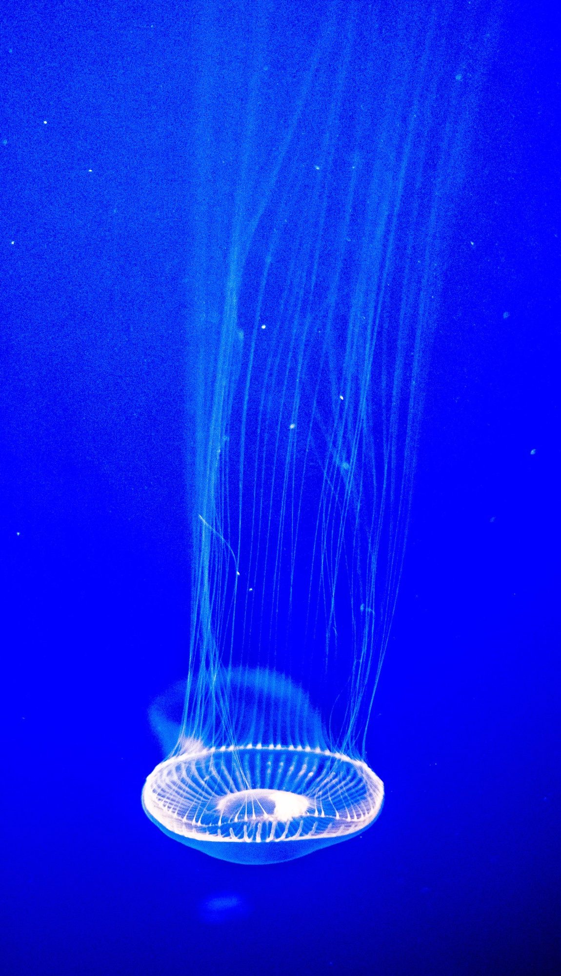 White Jellyfish in blue waters