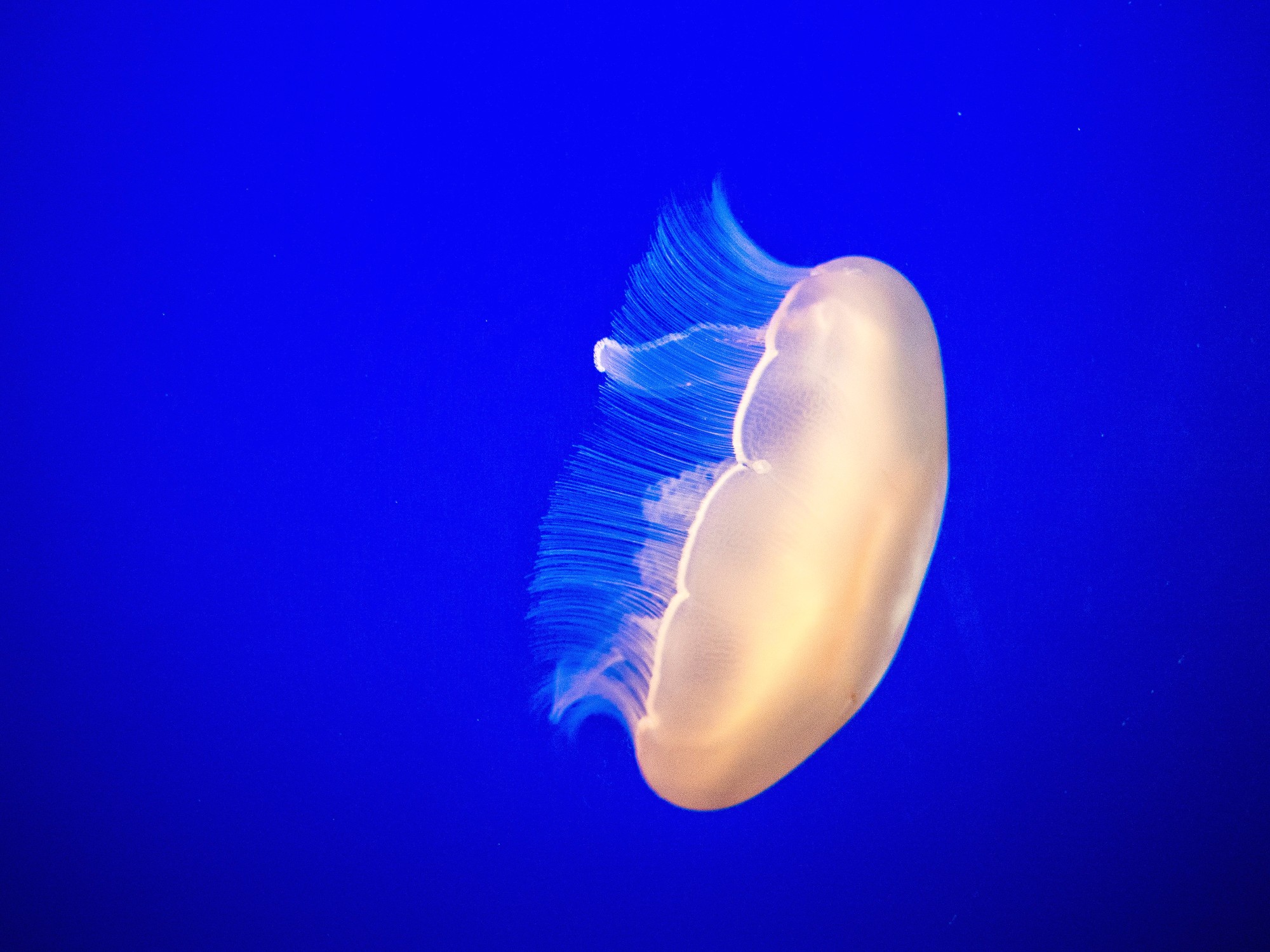 White Jellyfish in Blue Waters