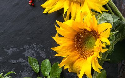 Week 22: Sun & Sunflowers