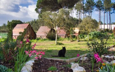 Regeneration: Health, Land, and Life in Portugal